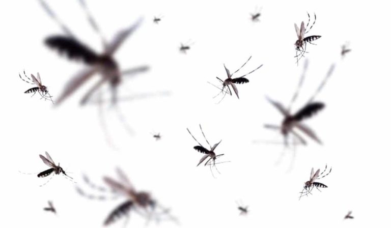 EUA: Moradores ficam furiosos com a liberação de 500 milhões de mosquitos geneticamente modificados