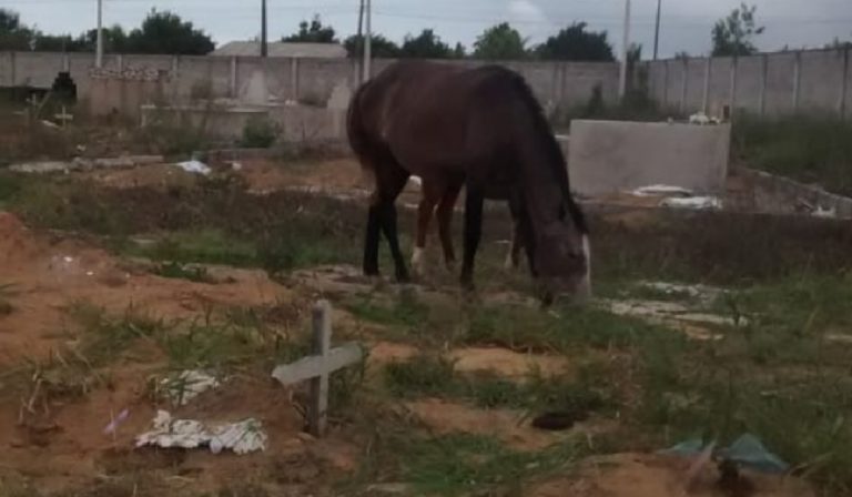 “Em cima das covas”: Cavalos são vistos dentro de cemitério em Porto Seguro