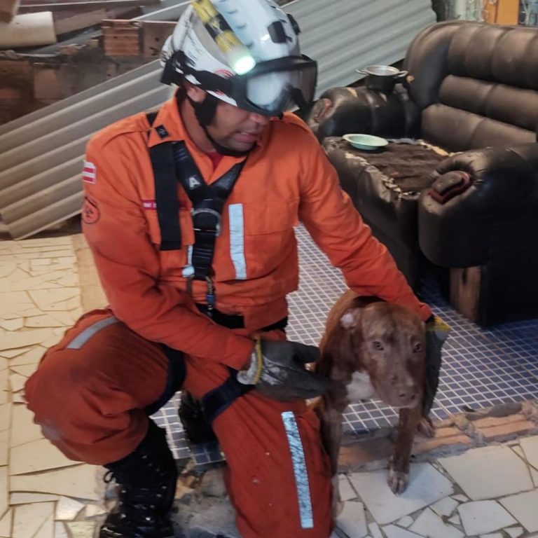 Pitbull é resgatada de cisterna em Porto Seguro